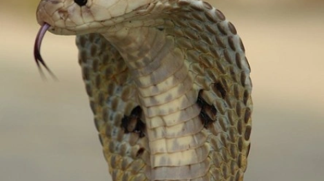 Indiancobra