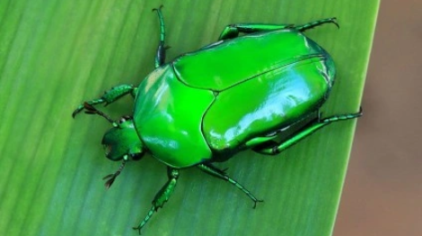 Scarab_beetle