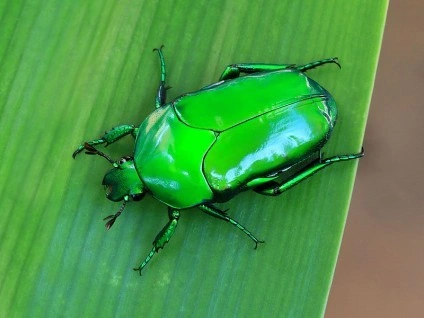 Scarab_beetle