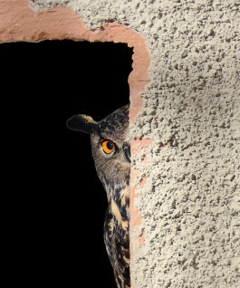 peeking-owl